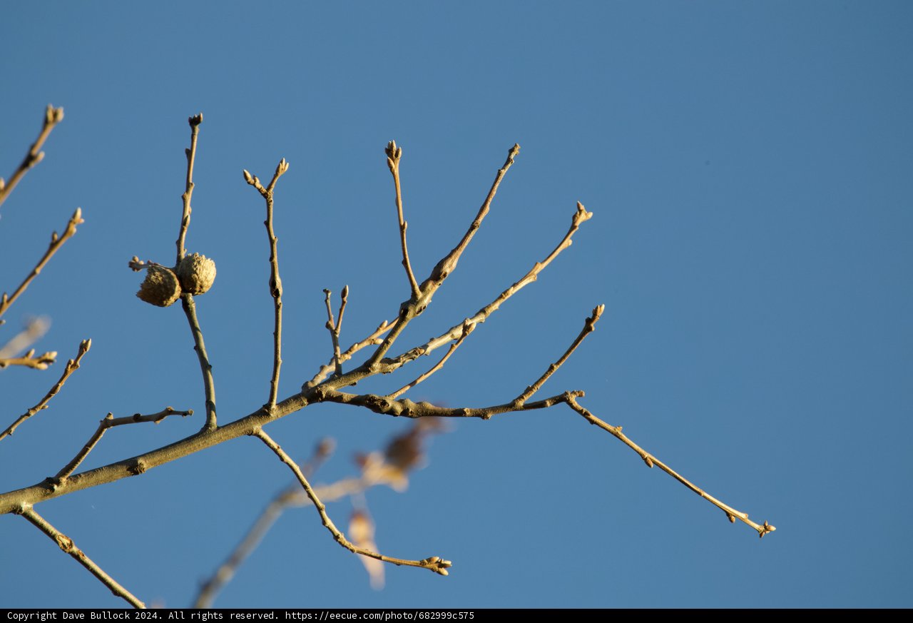Winter's Whisper