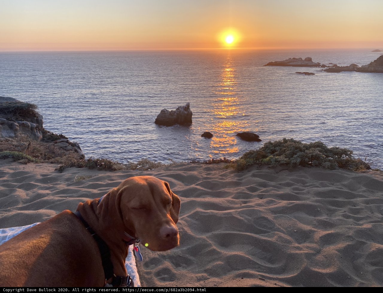 Beach Pup at Sunset