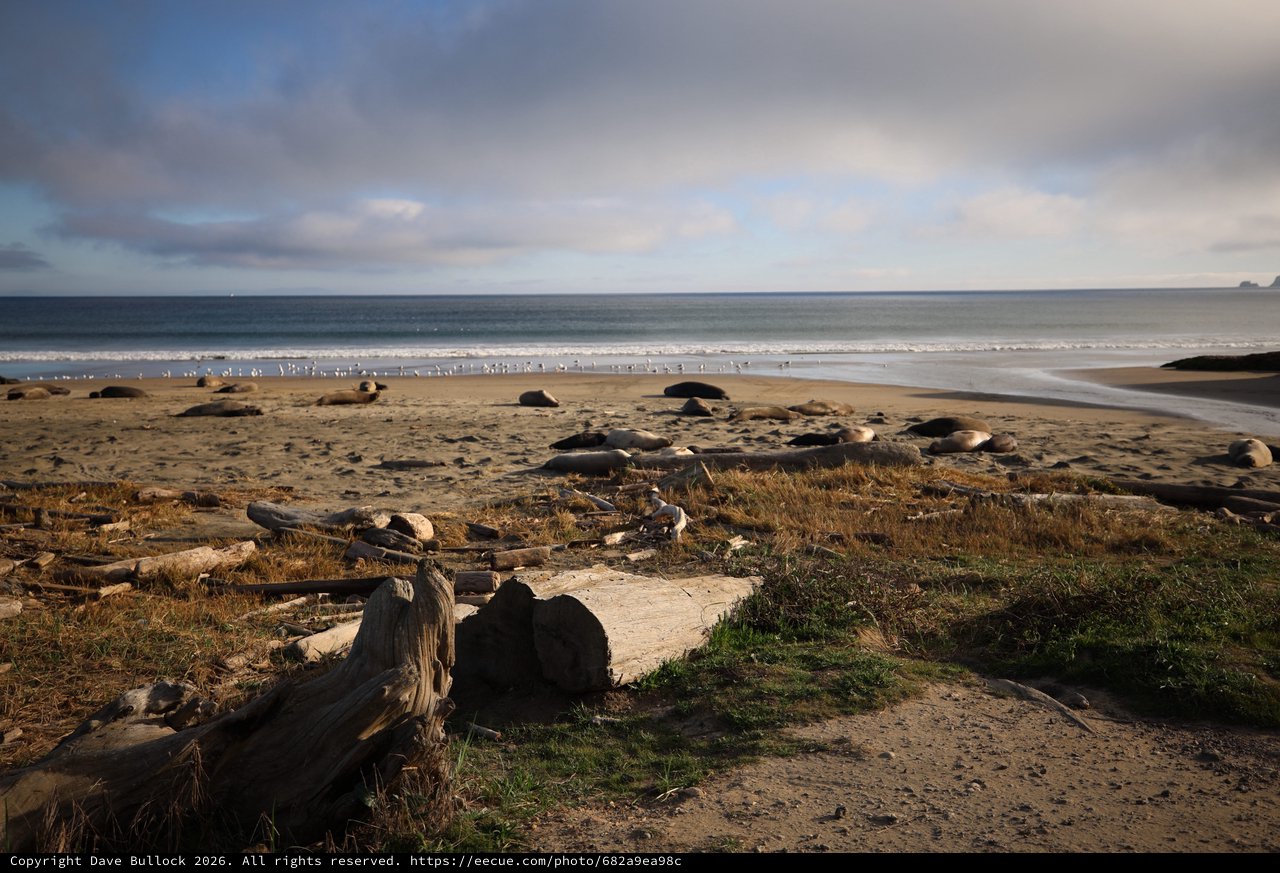 Elephant Seals Resting on Drakes Beach at Dusk