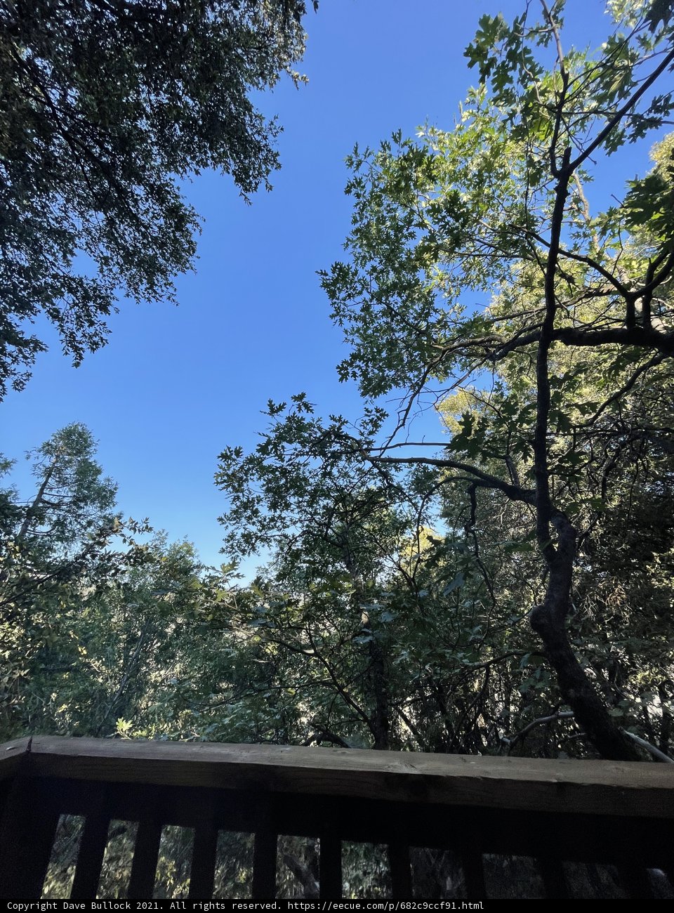 The Verdant Oasis