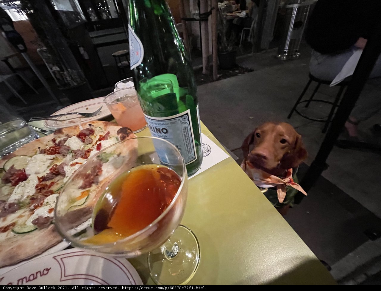 A Canine's Night In