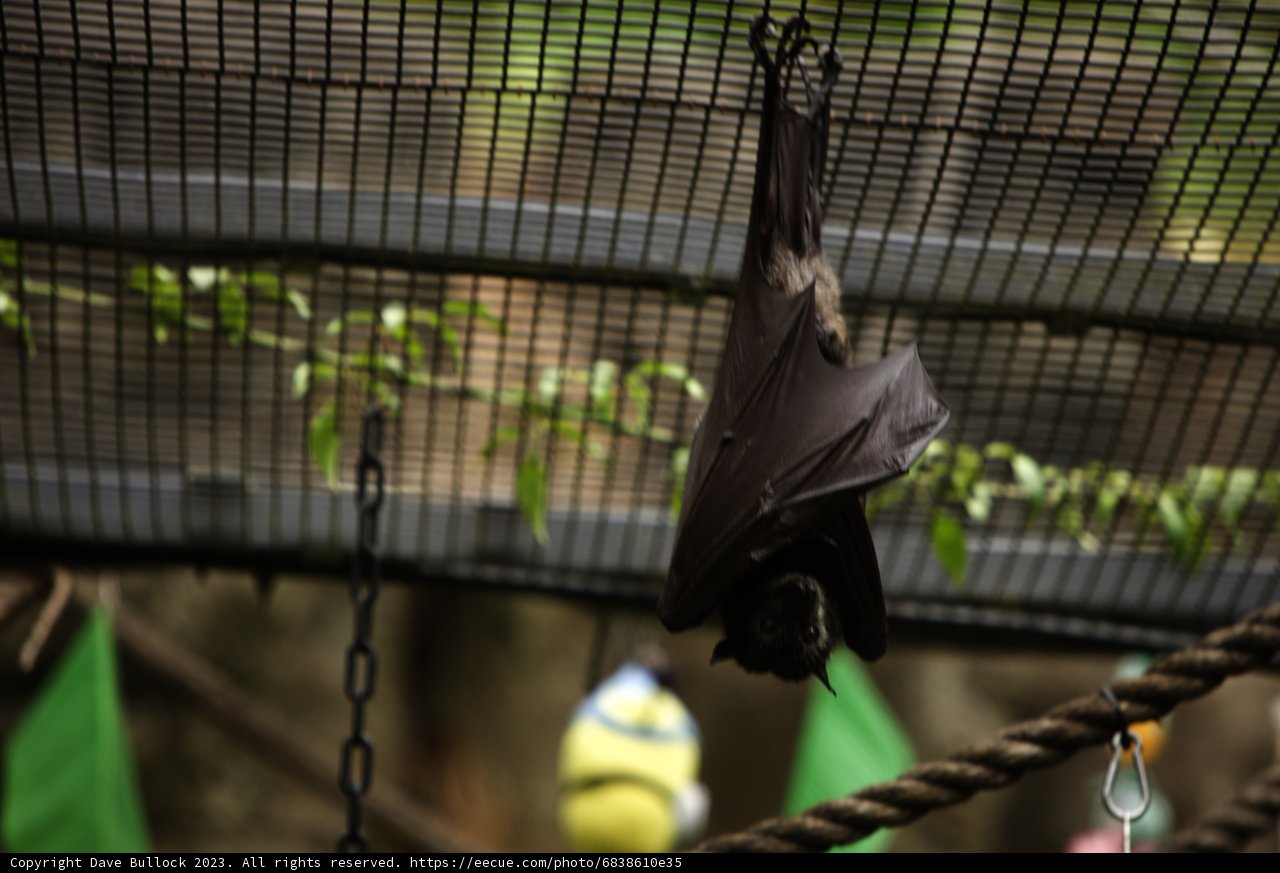 The Upside-Down Bat