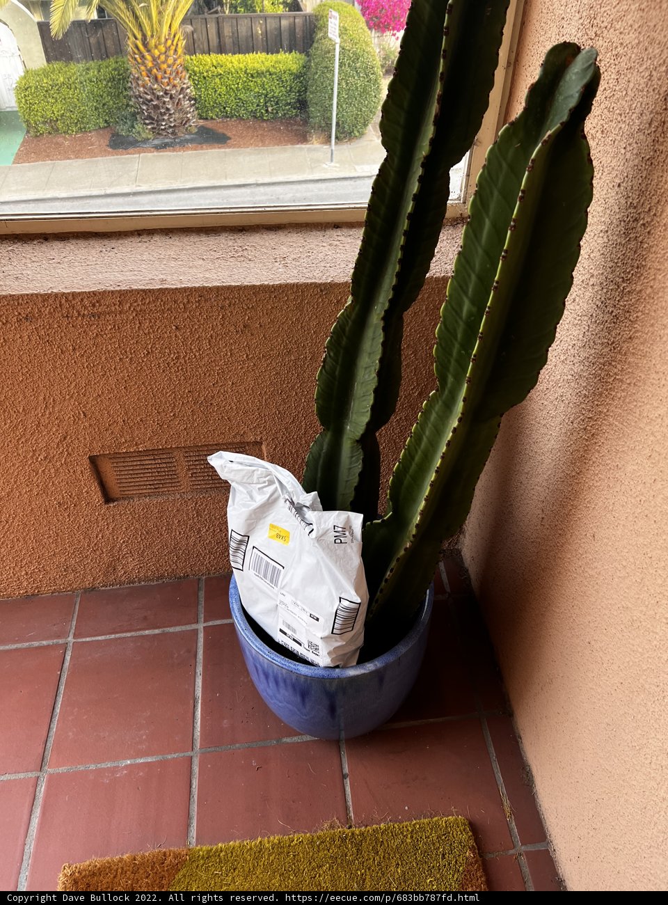 Desert Charm