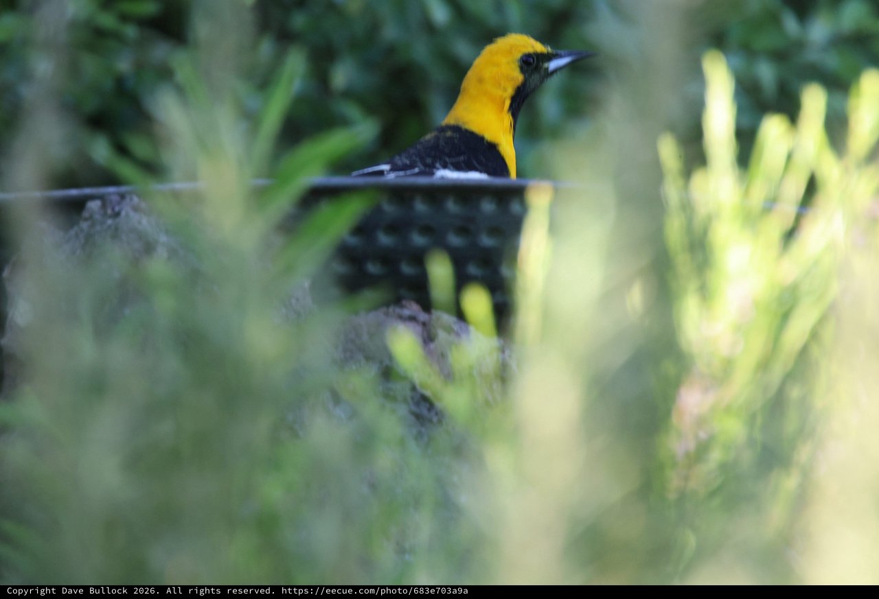 Yellow-Headed Bird Camouflaged in Verdant Foliage