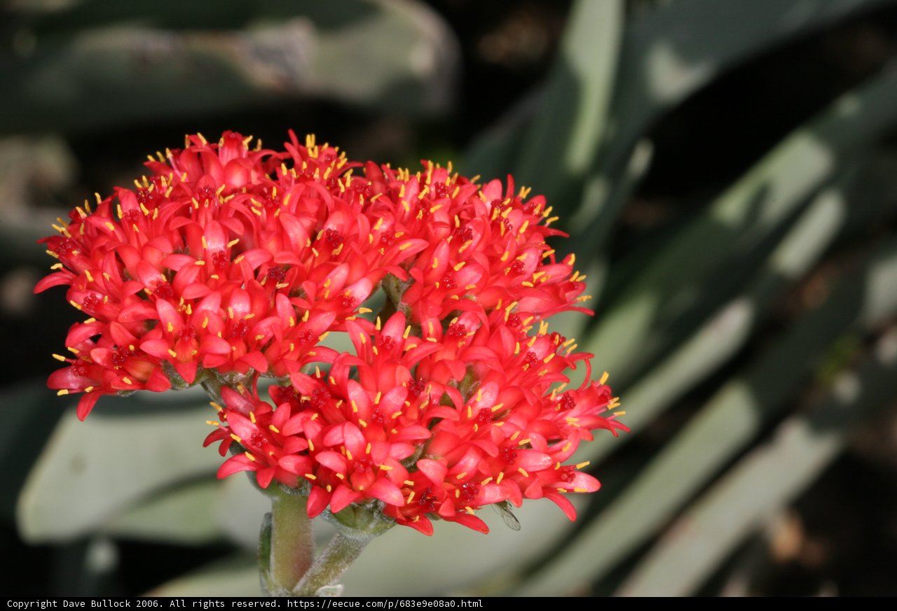 Radiant Red Geranium
