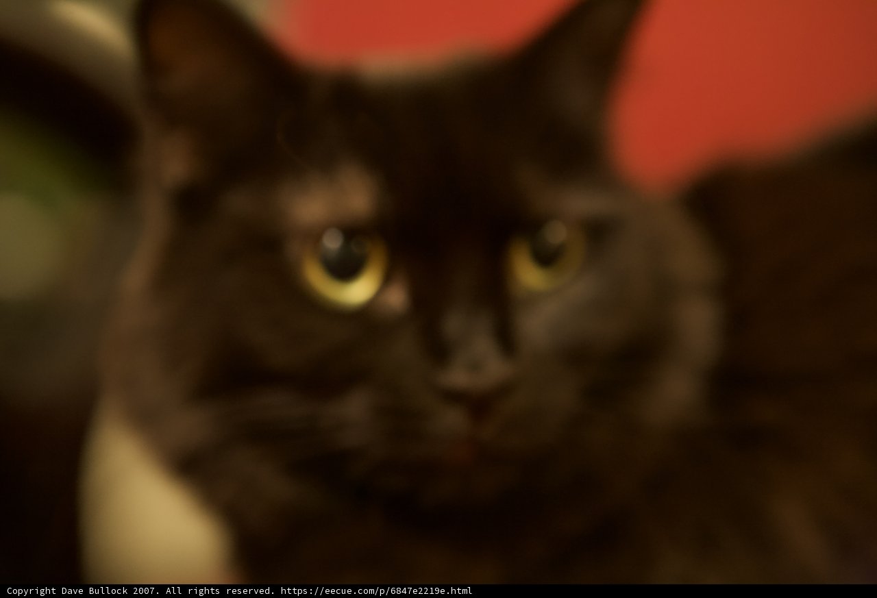 Black Cat at Night