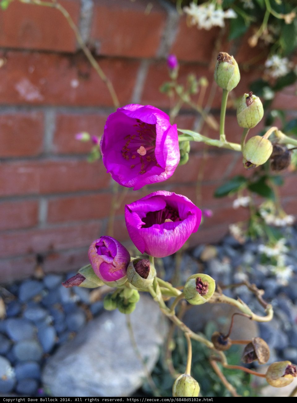 Purple Geranium Blossoms with Bud Sprouts
