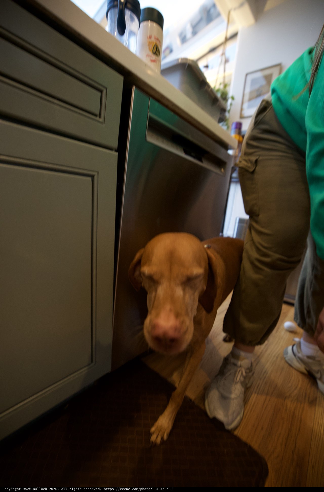 Curious Brown Dog in Modern Kitchen