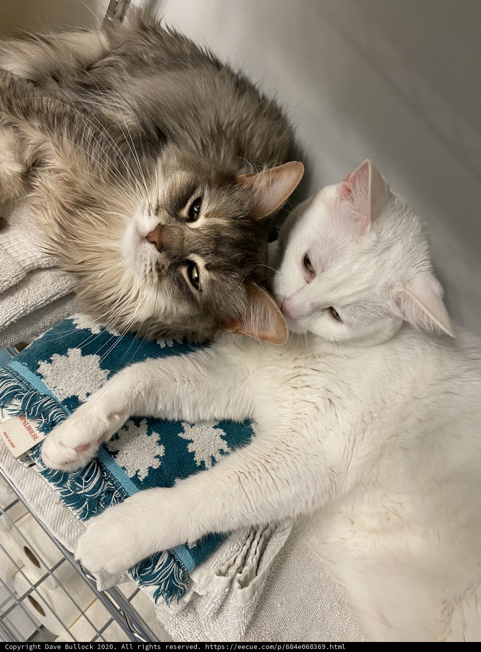 Feline Cuddles in a San Francisco Cage