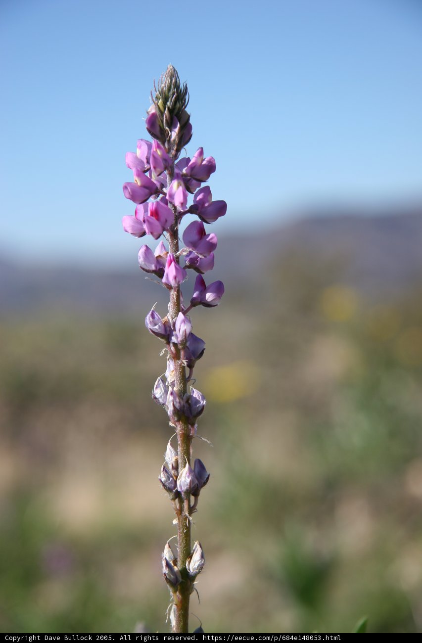 Purple Lupin Flower Against Blue Sky