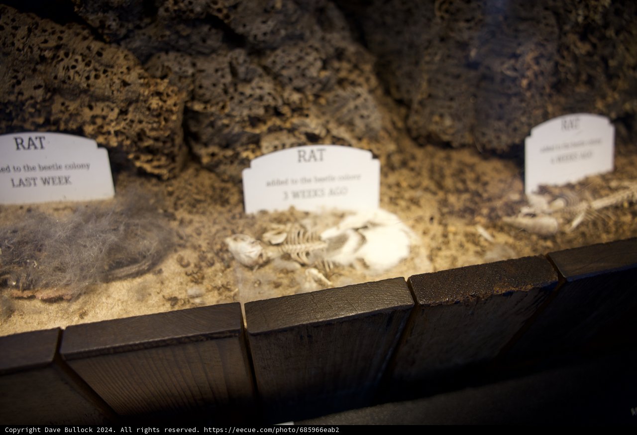 The Archaeological Chronicles