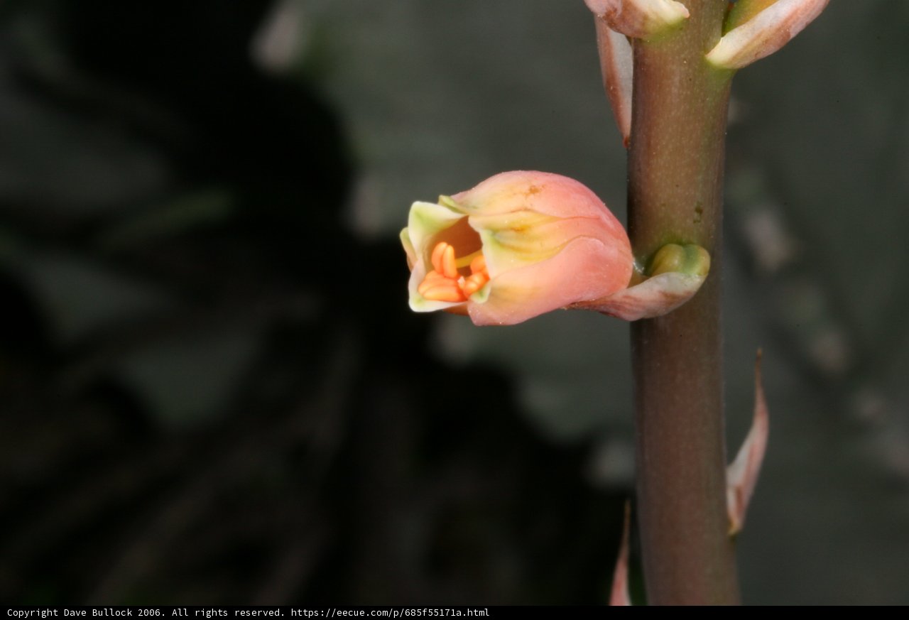 Growing Beauty