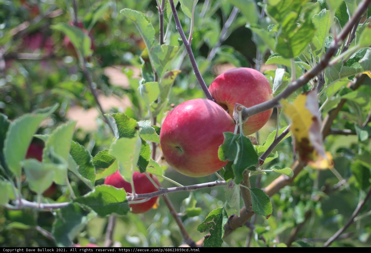 Harvesting the Juiciest Apples