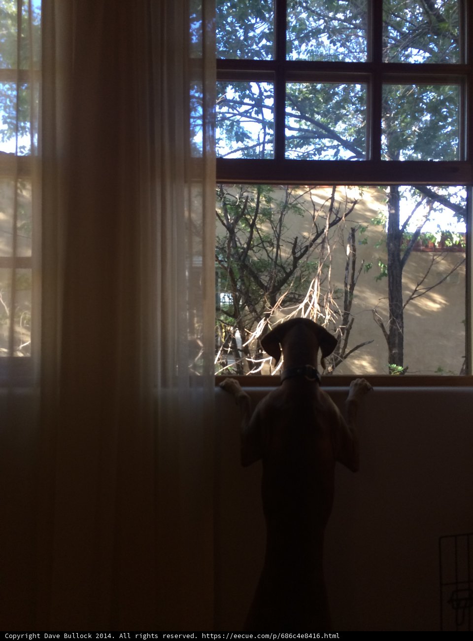 Backlit Bark Watcher
