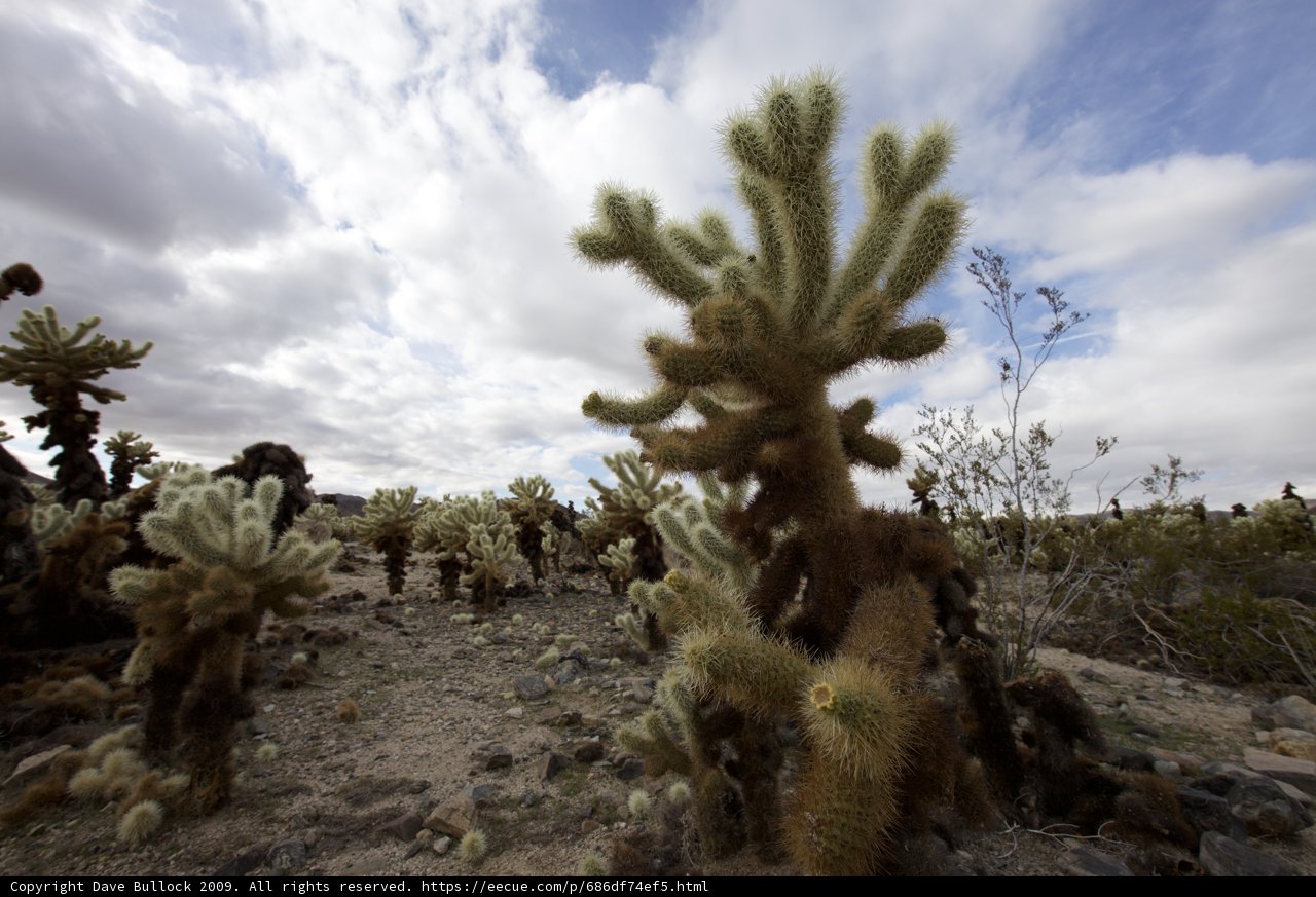 Majestic Joshua Tree Landscape