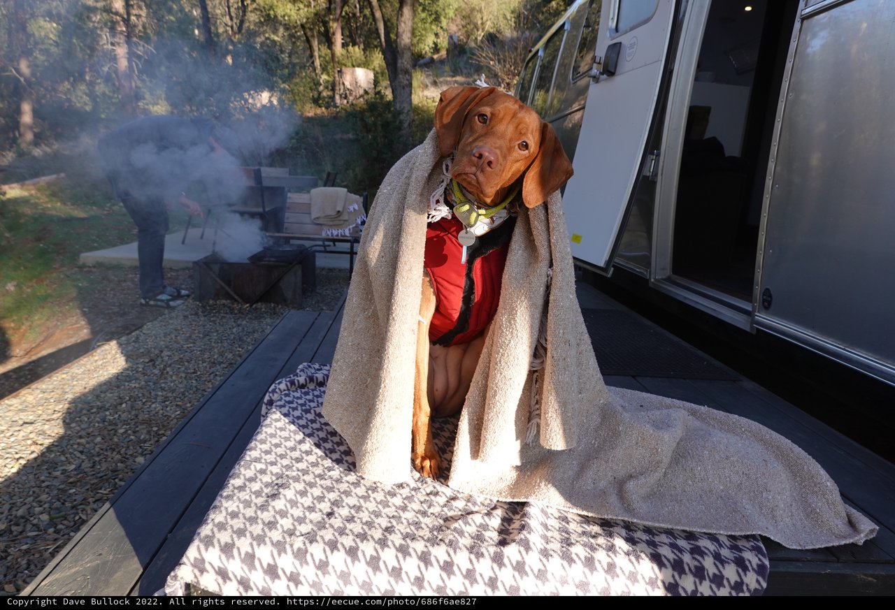 Dog Wrapped in Blanket at Campsite