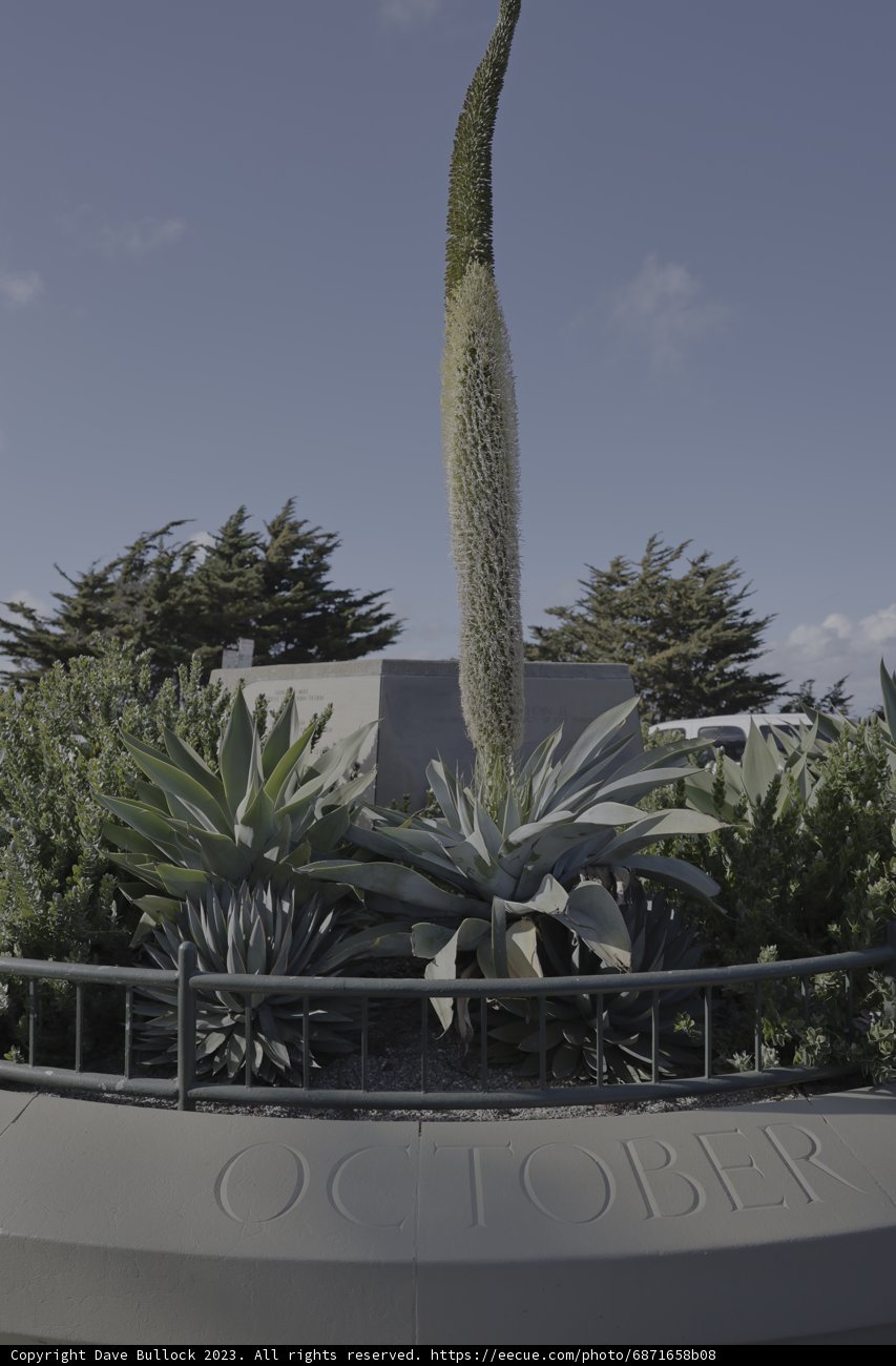 Towering Over the Agave Garden
