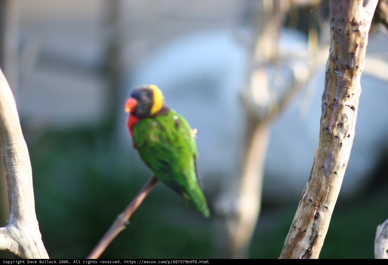 Parakeet on Branch