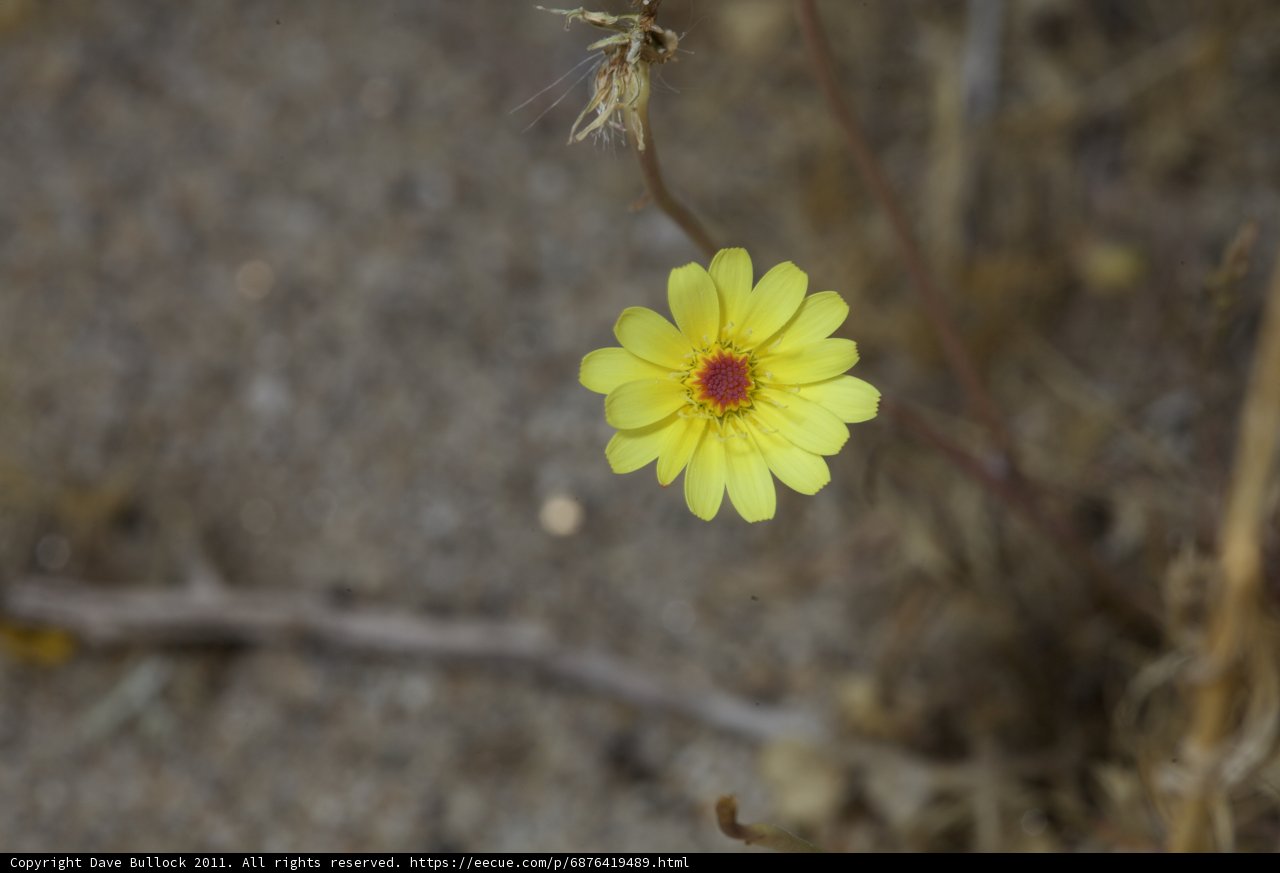 Lone Daisy in the Desert