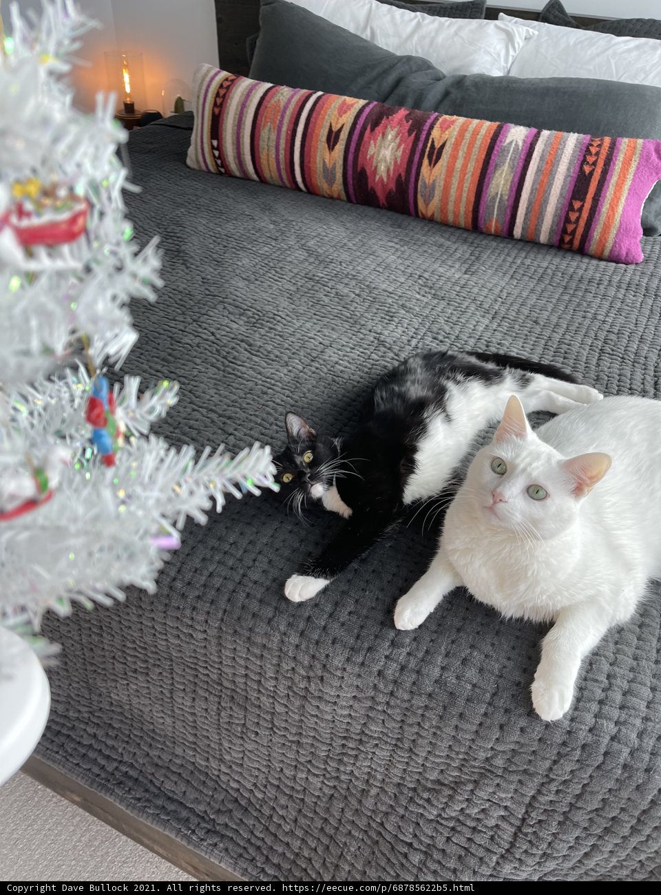 Cozy Christmas Nap with Feline Friends