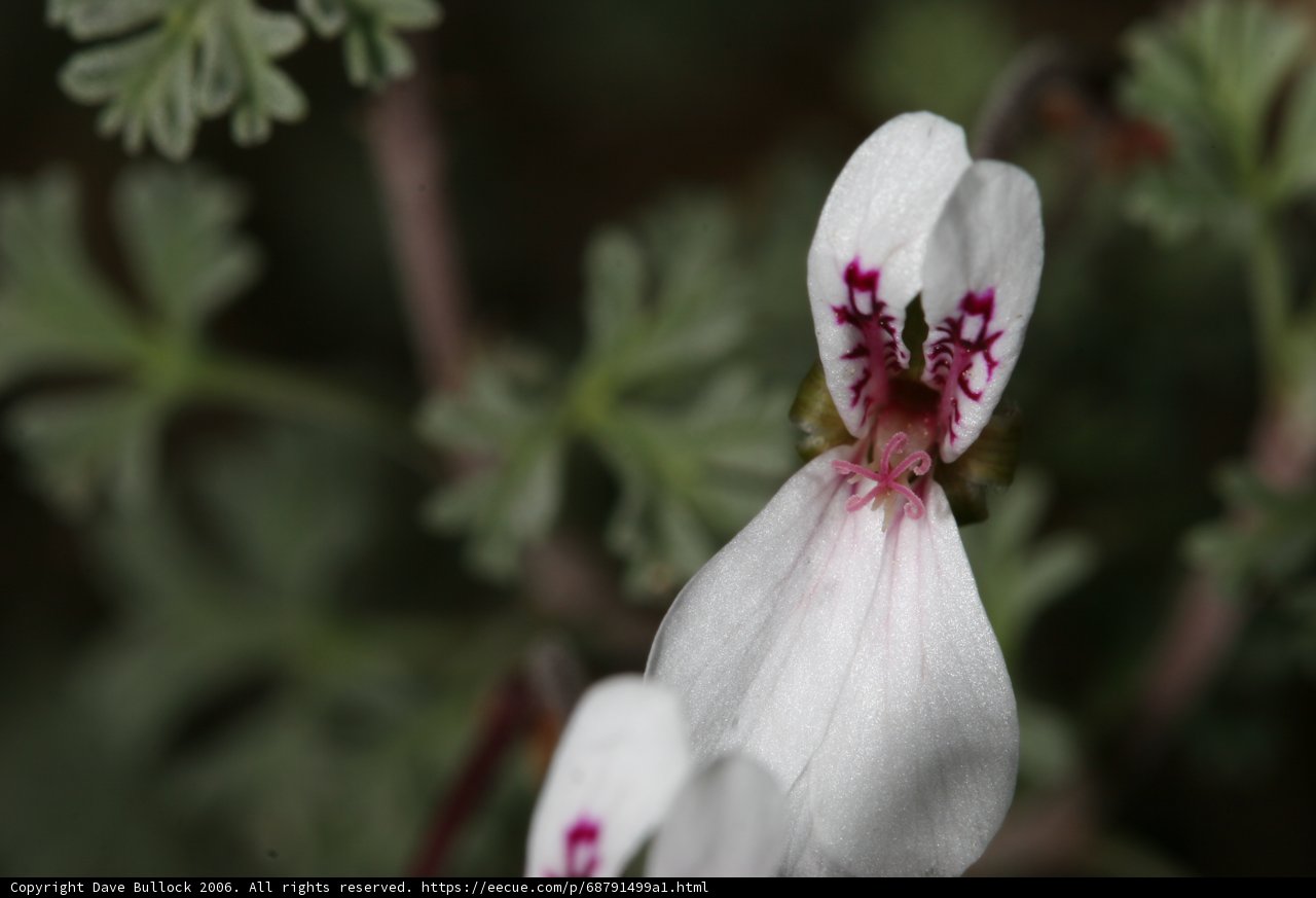 Geranium with a Red Center