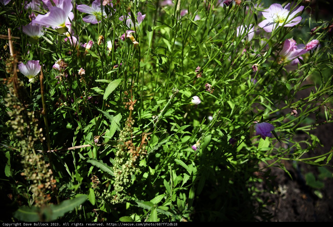 Purple Blossoms in the Regenerative Garden