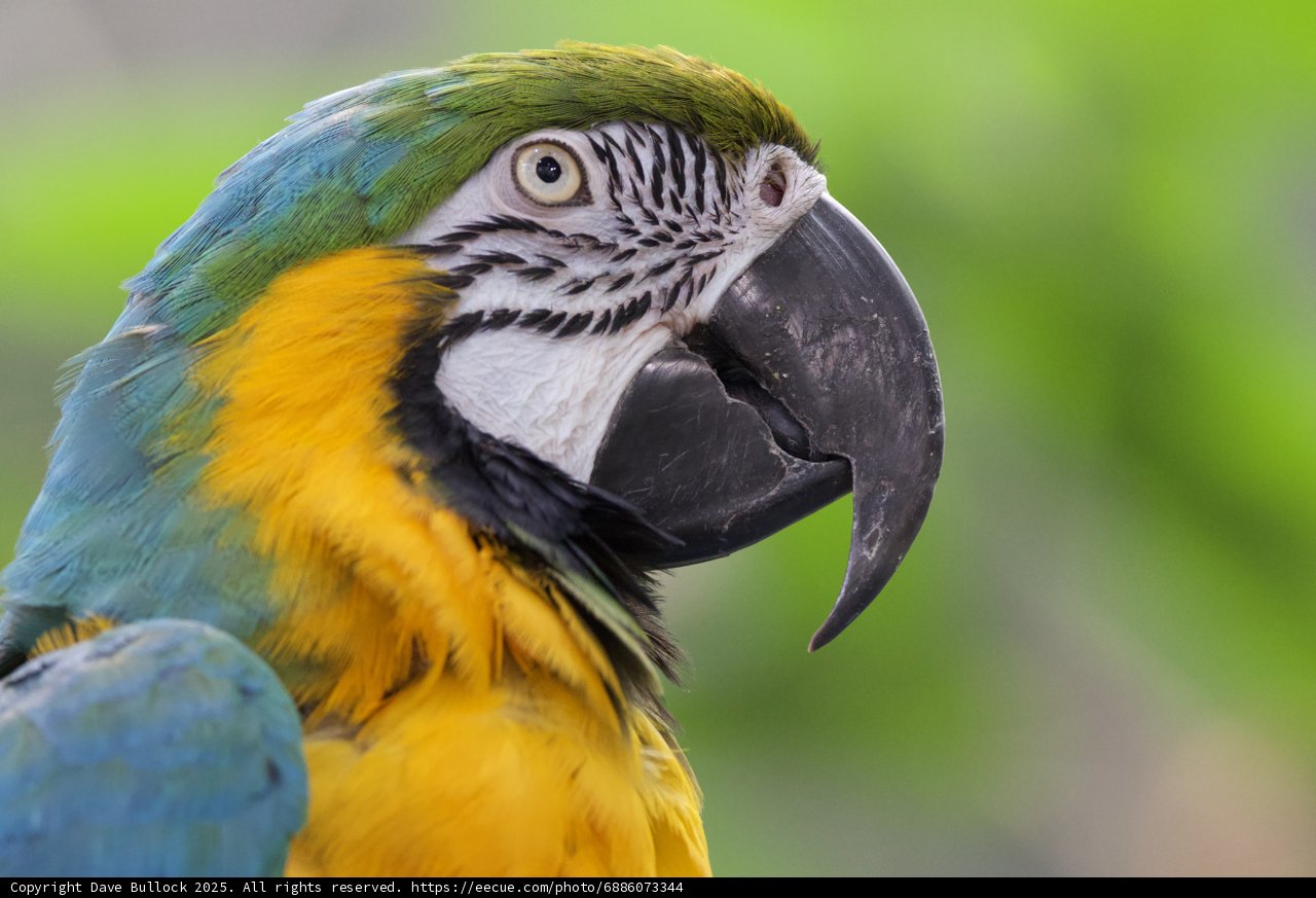 Majestic Macaw in Profile