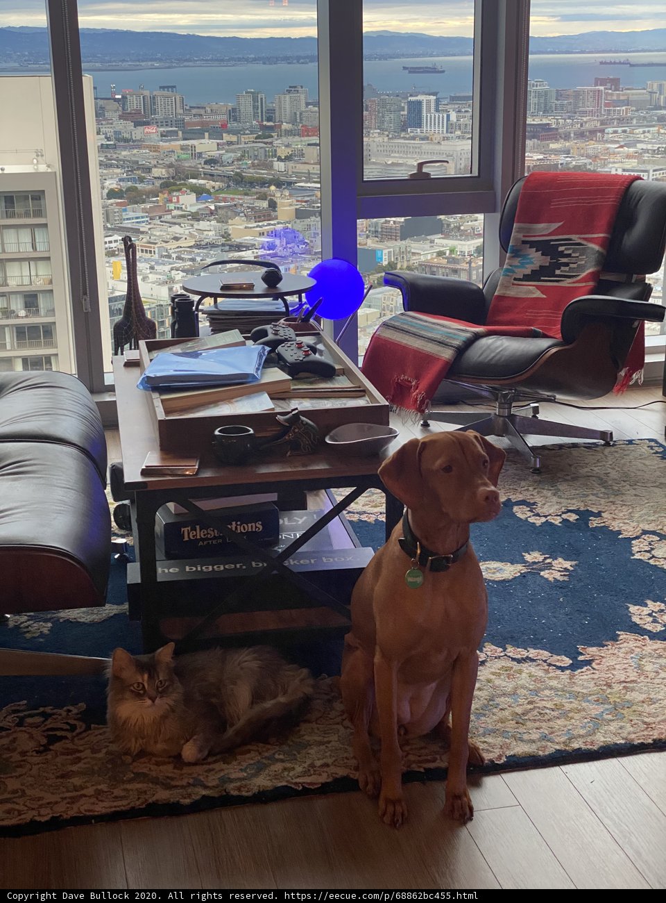 Furry Friends at Home