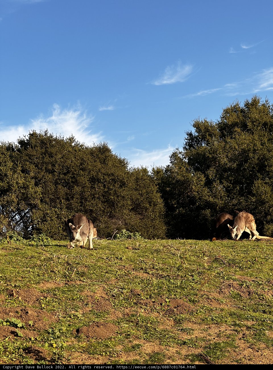 Grazing Kangaroos in a Sunny Field