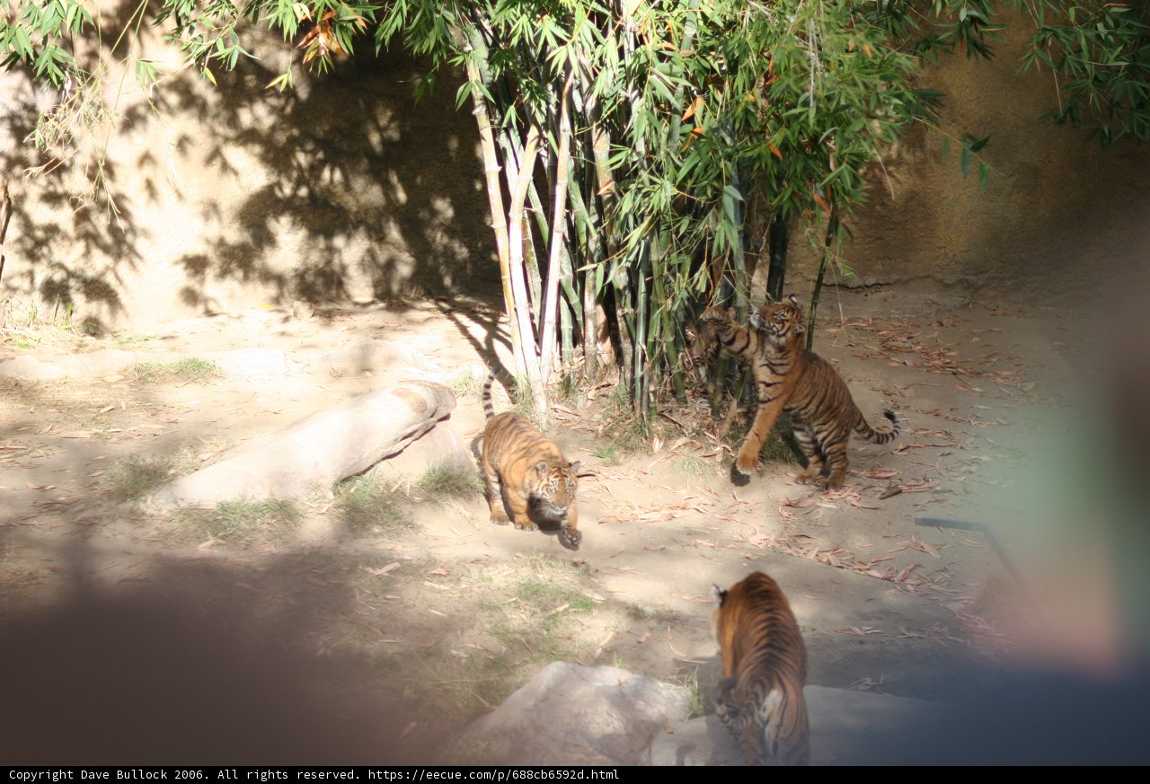 Majestic Tigers at the Zoo