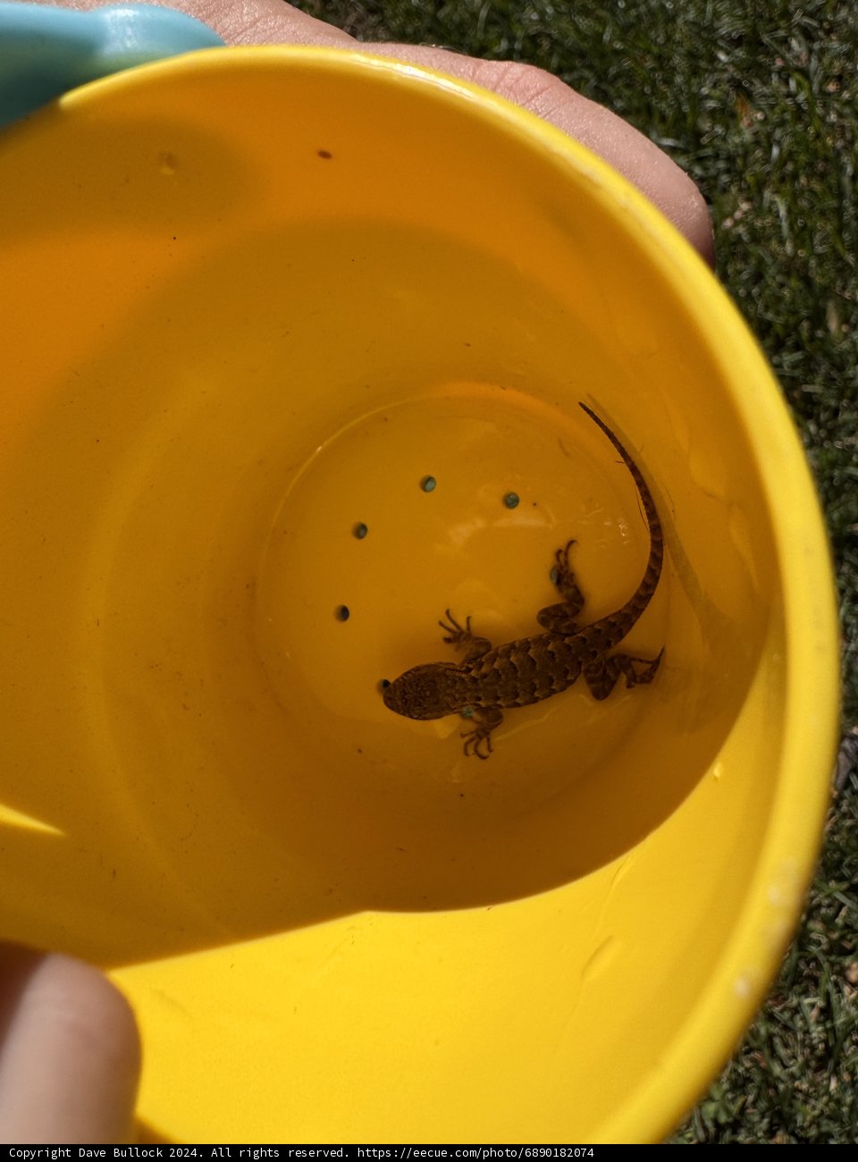 Curiosity in a Cup