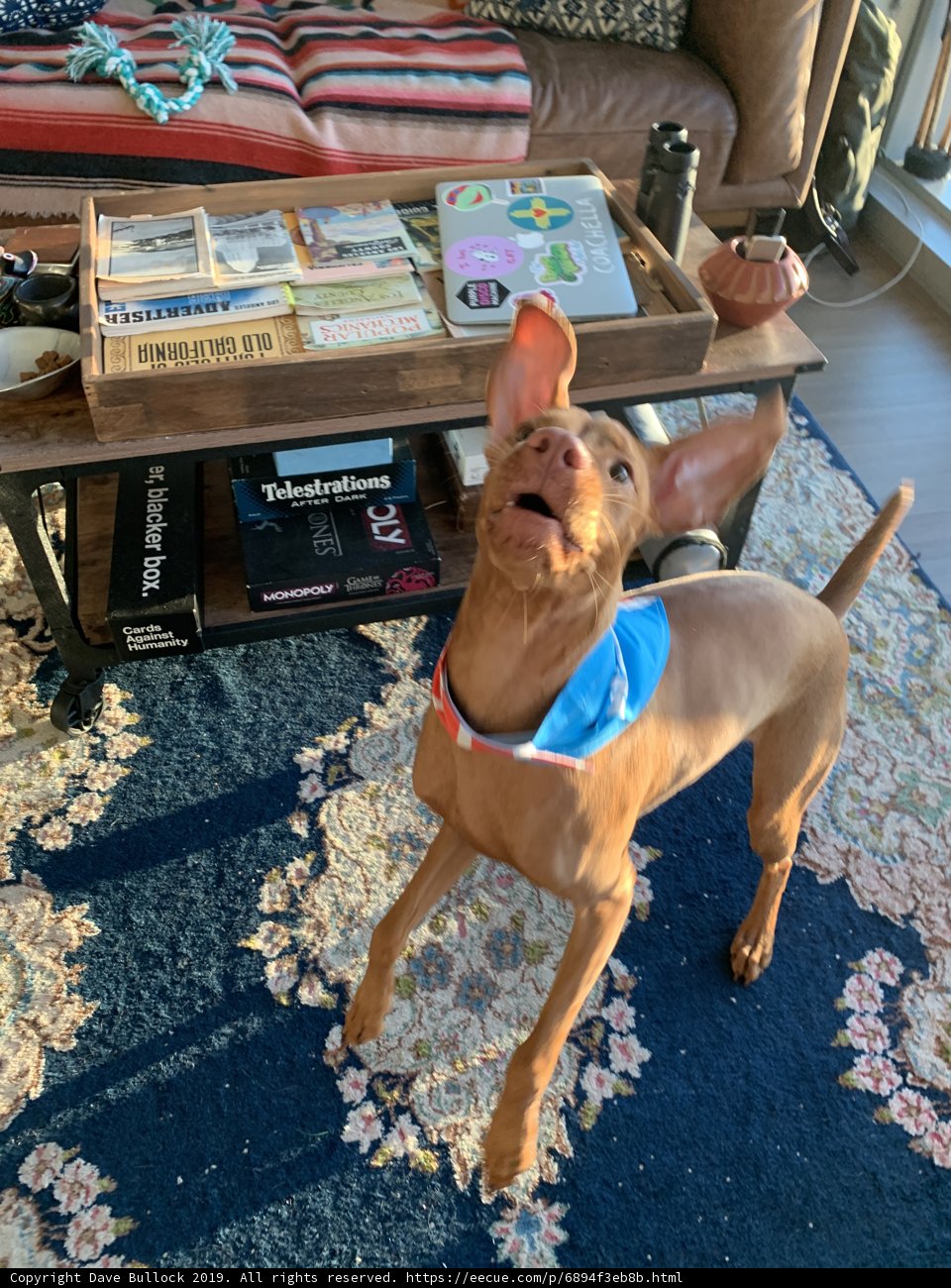 Furry Addition to Cozy Living Room Decor
