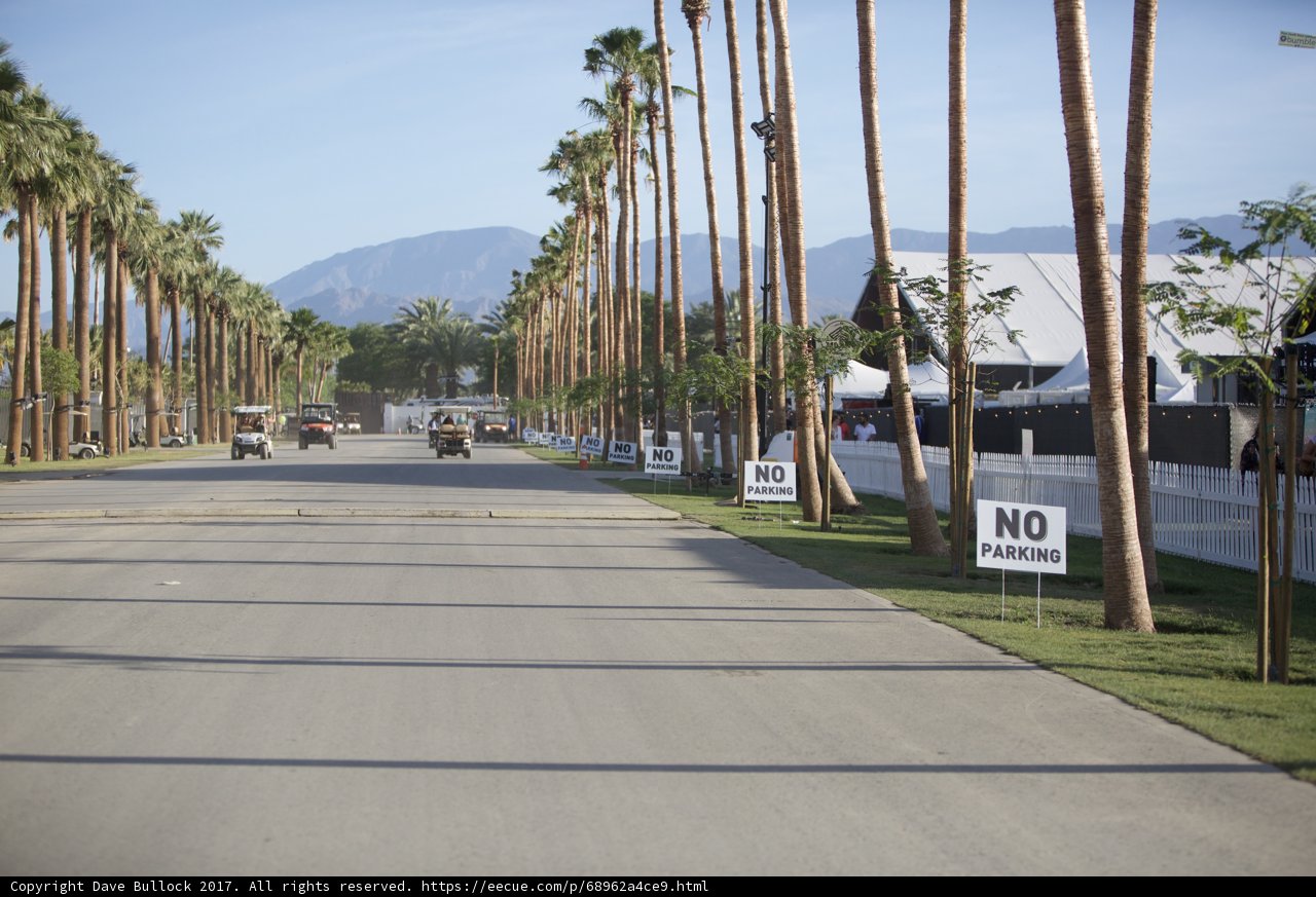 Endless Road of Palm Trees