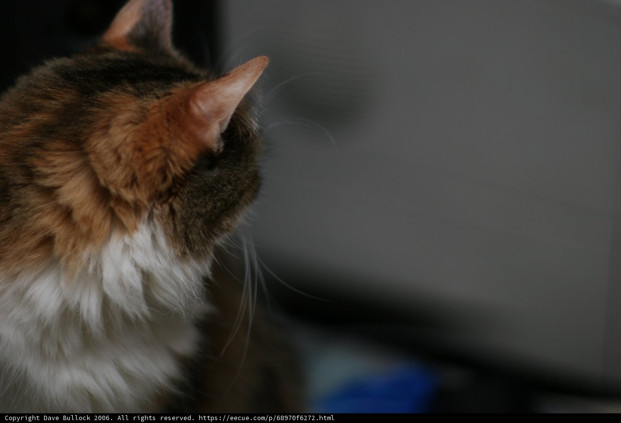 Curious Cat