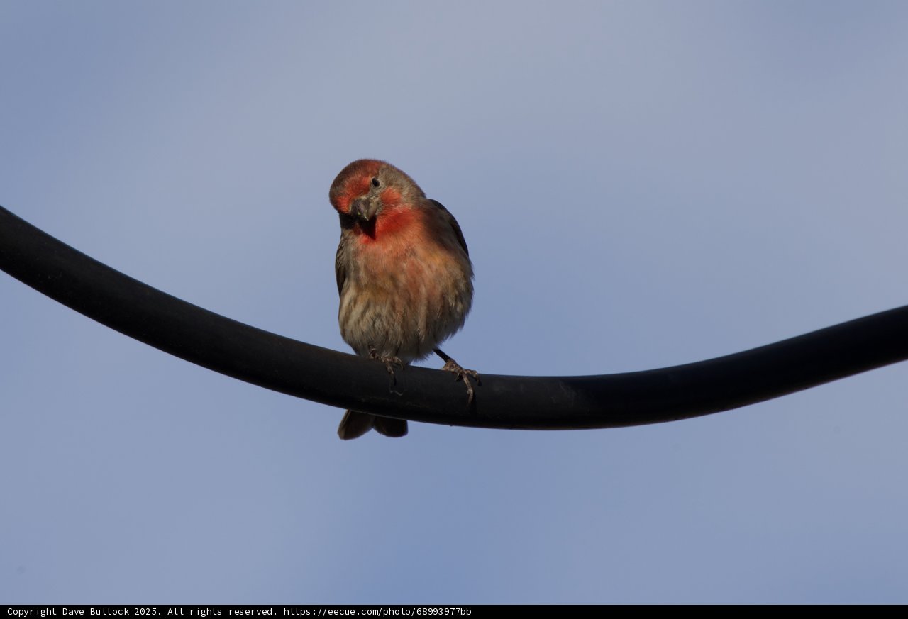 Perched Elegance