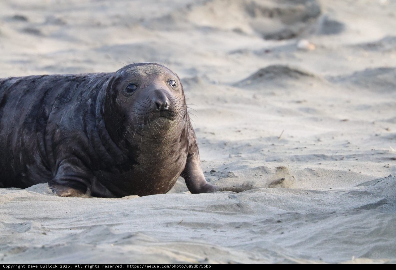 Young Elephant Seal Pup Resting on Sandy Beach