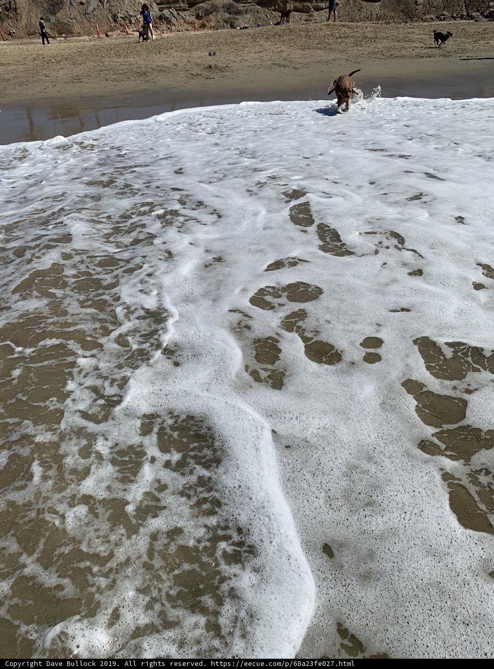 Beachside Playtime
