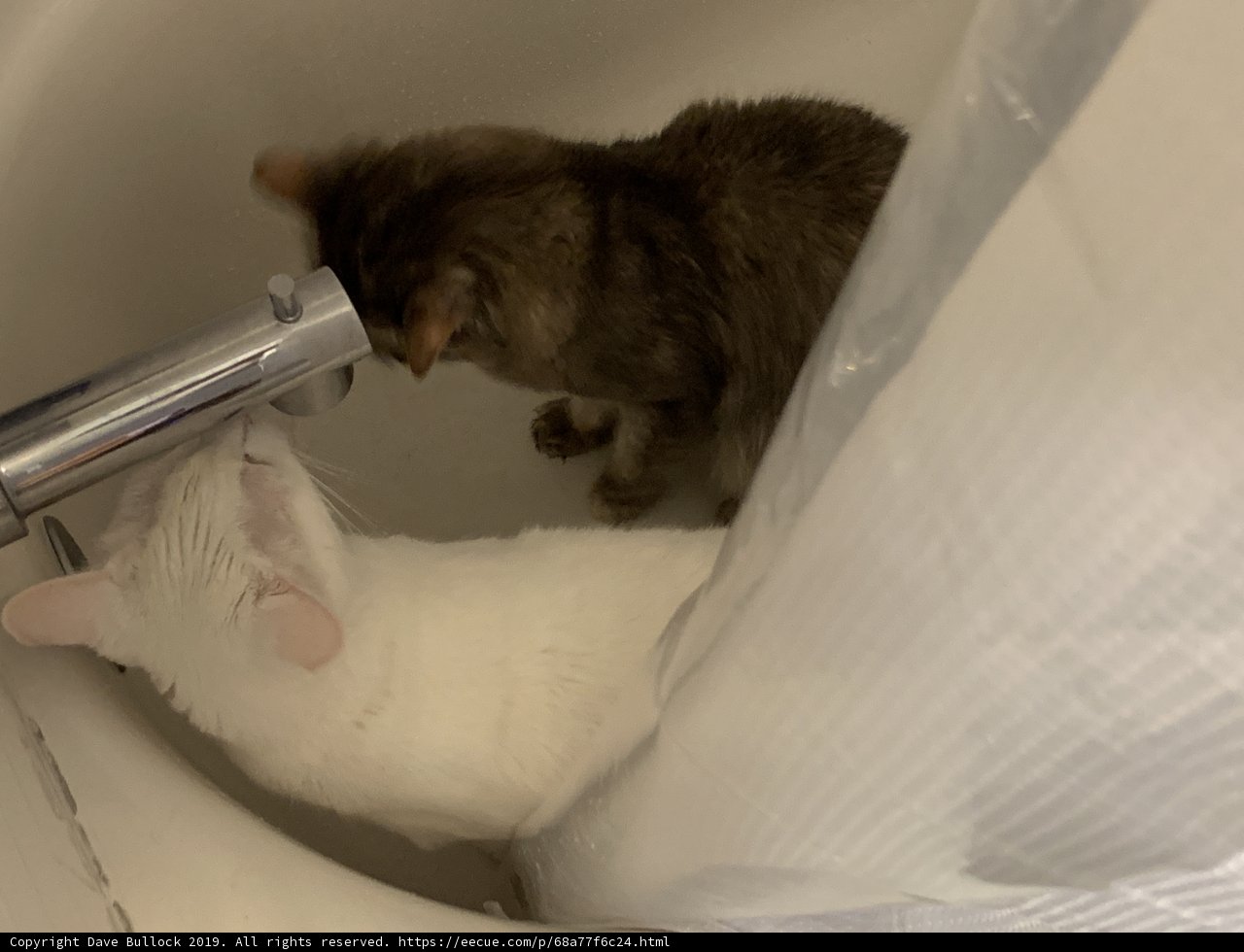 Thirsty kitty at the faucet