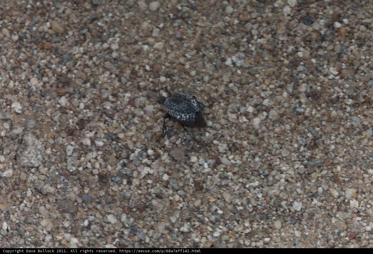 Lone Insect among the Gravel