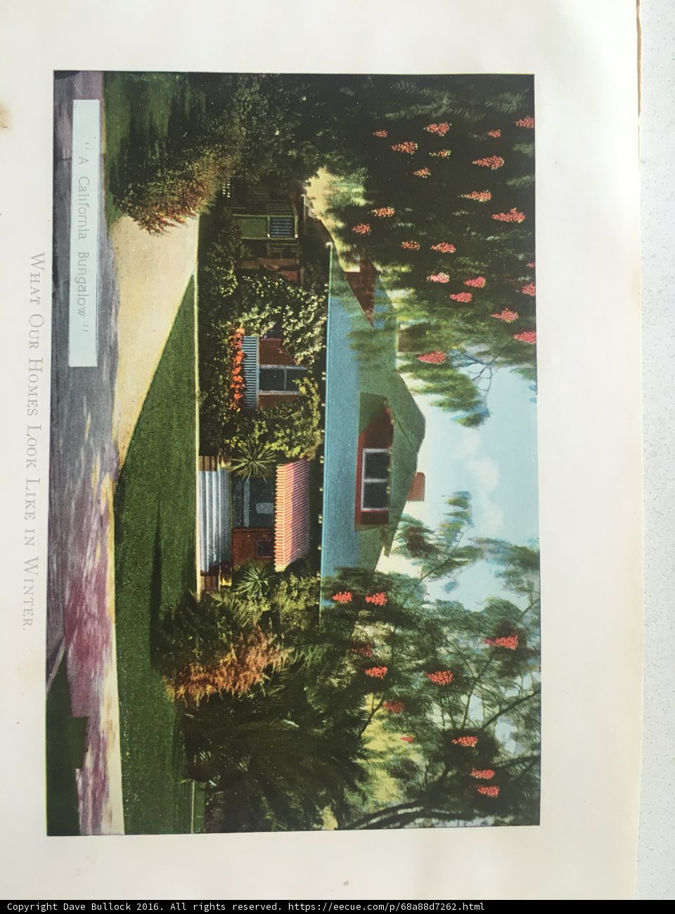 The Art of Nature in a Vintage Book