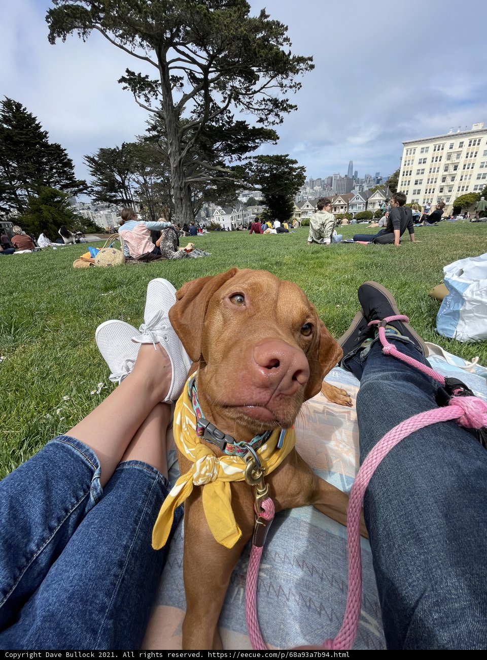 A Furry Companion in Alamo Square