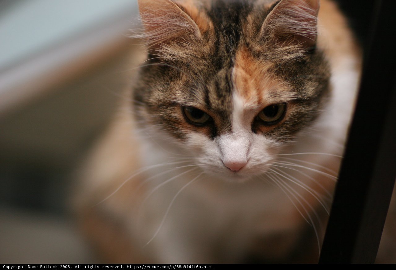 Feline Focus