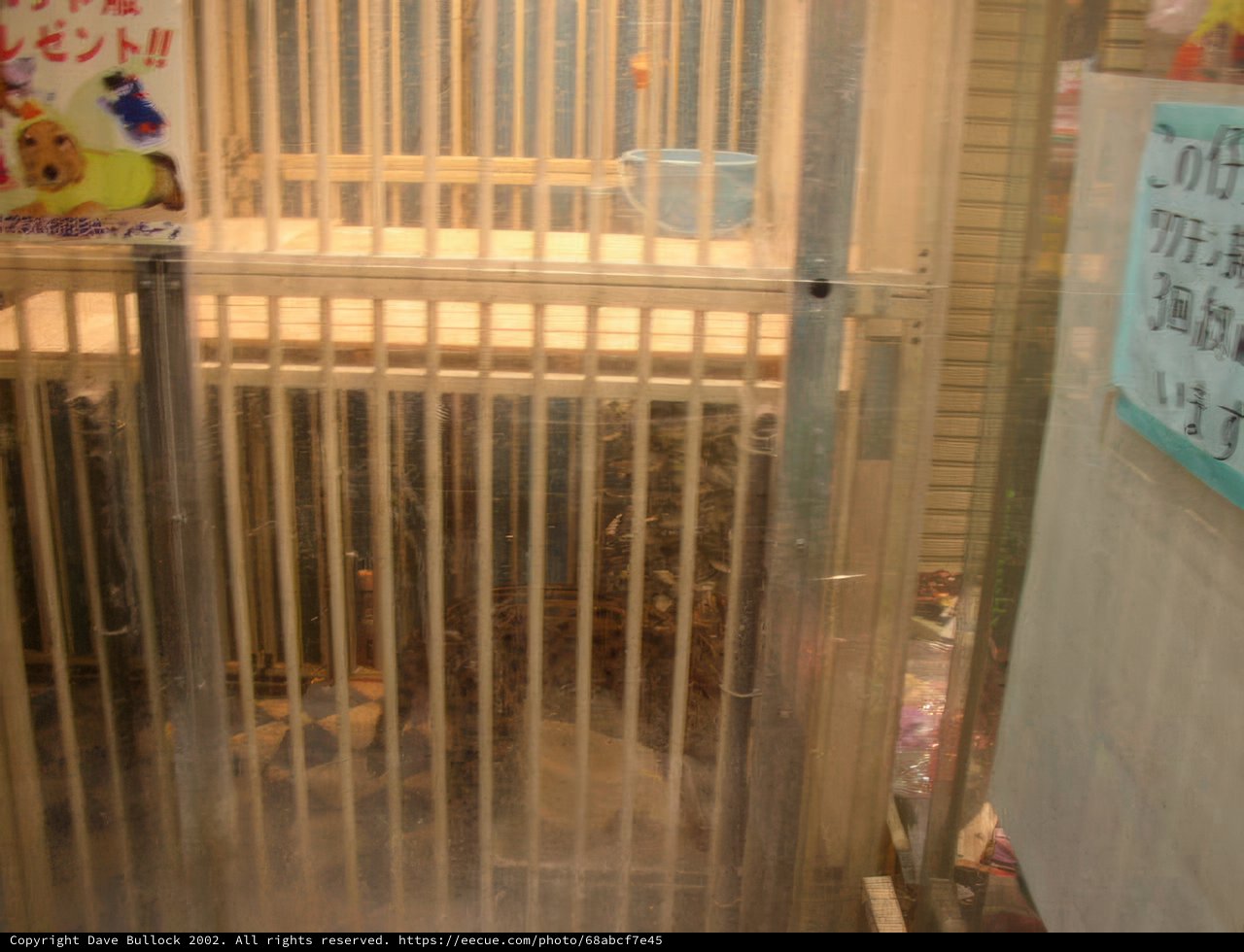 The Caged Cat