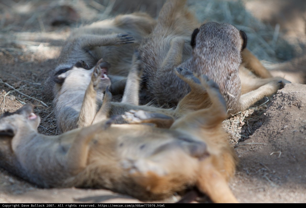 Playtime in the Wild