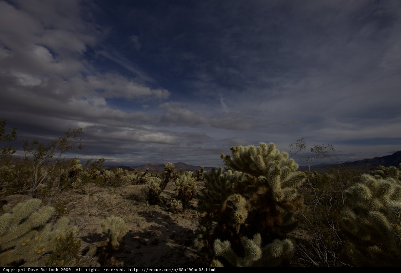 Majestic Cactus in a Cloudy Desert Sky