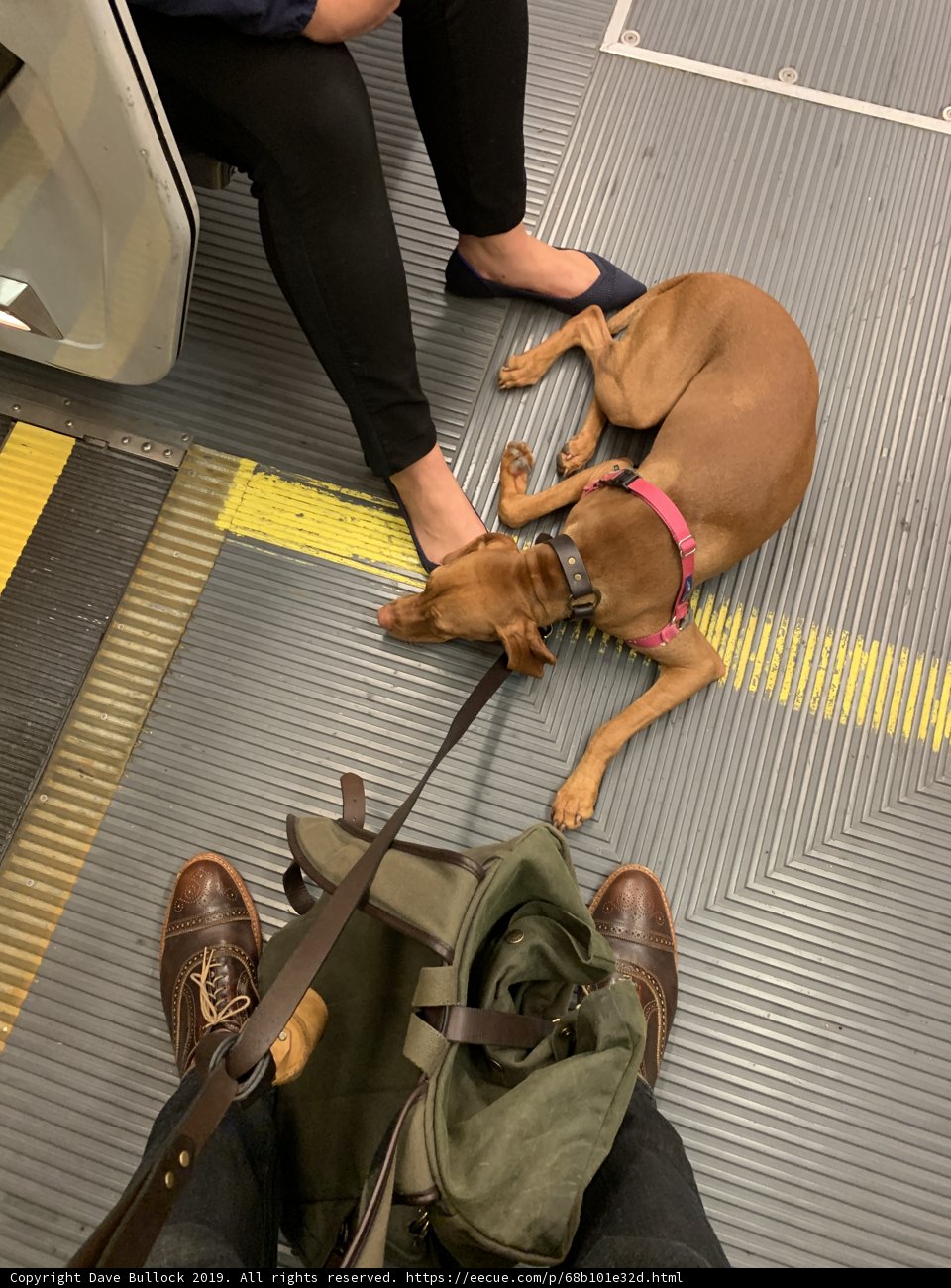 Subway Pooch