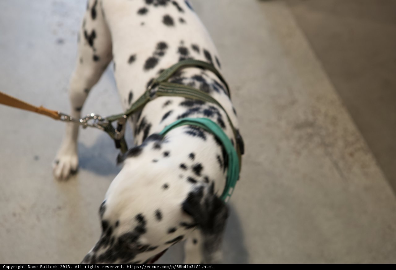 Spot the Green Collar