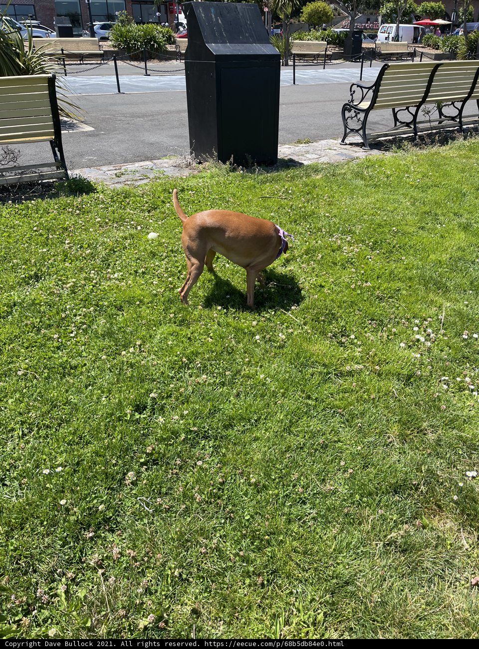 A Puppy's Day Out