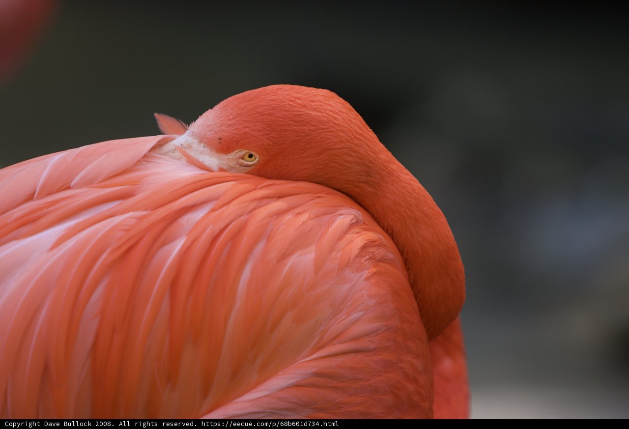 Flamingo's Head Held High