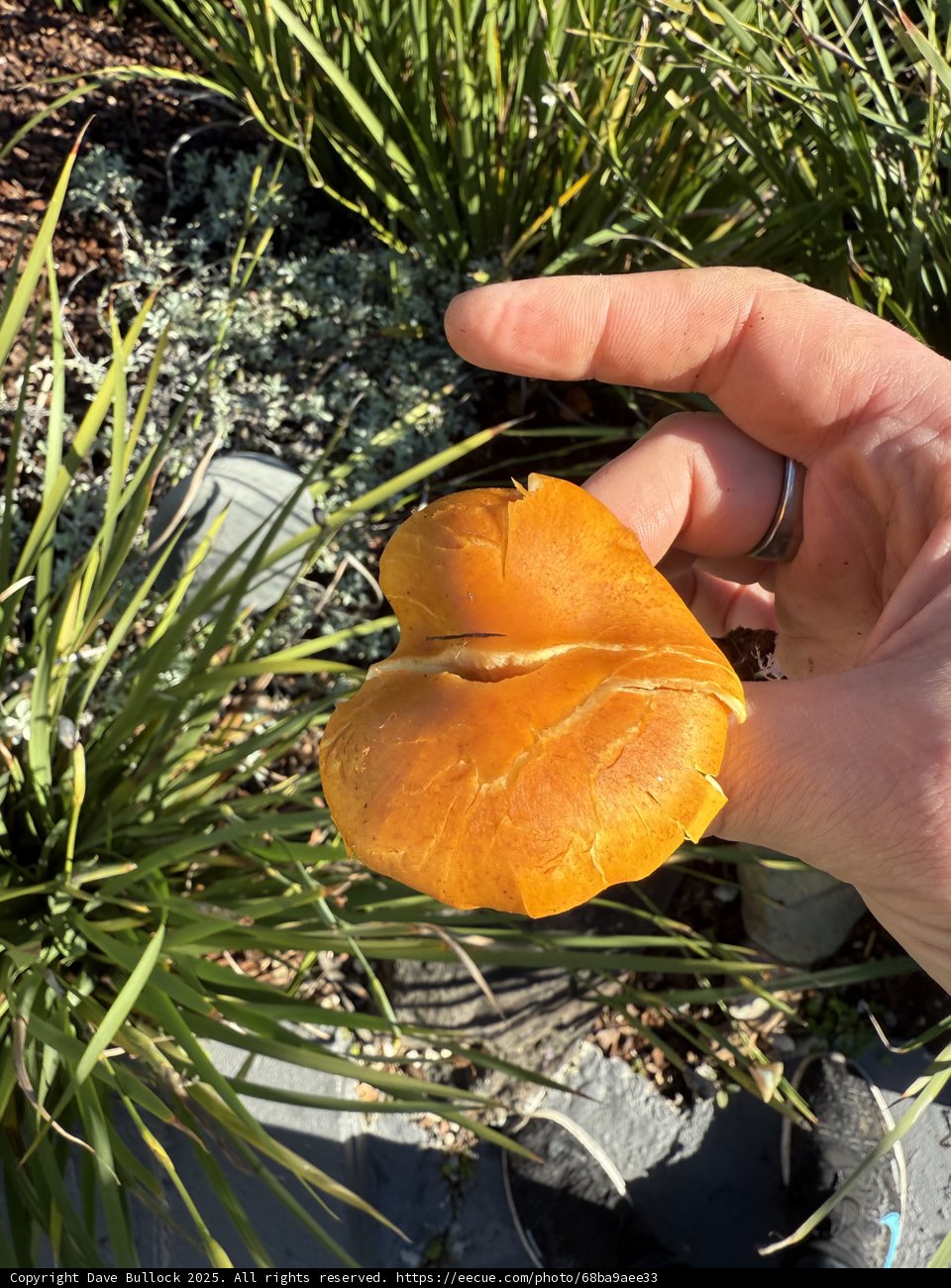 Nature's Wonders in Hand